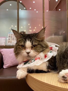 猫カフェモカ イオンモール大日店に投稿された画像（2022/12/4）