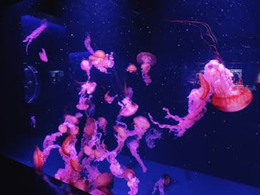 京都水族館に投稿された画像（2022/12/4）