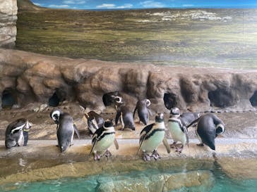 しながわ水族館に投稿された画像（2022/12/4）