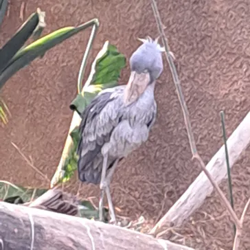 神戸どうぶつ王国に投稿された画像（2022/12/4）