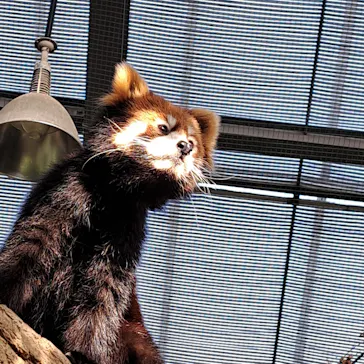 神戸どうぶつ王国に投稿された画像（2022/12/4）