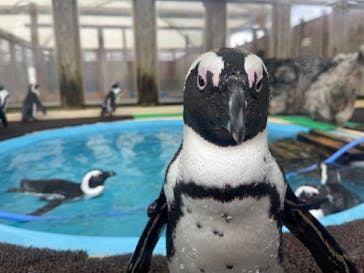 名古屋港水族館に投稿された画像（2022/12/4）