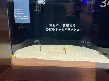 横浜開運水族館 フォーチュンアクアリウムに投稿された画像（2022/12/4）