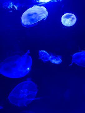 サンシャイン水族館に投稿された画像（2022/12/4）