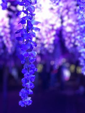 東京メガイルミに投稿された画像（2022/12/4）