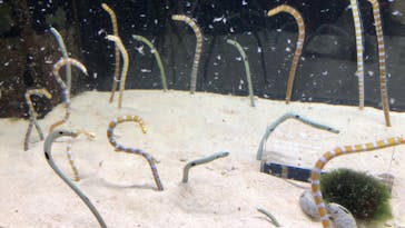 京都鉄道博物館×京都水族館に投稿された画像（2022/12/4）