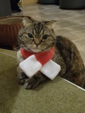 猫カフェモカ　新宿店に投稿された画像（2022/12/4）