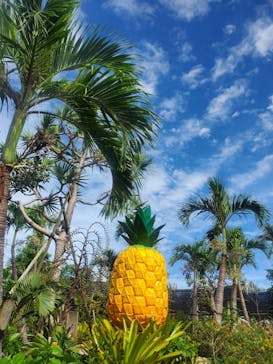 ナゴパイナップルパークに投稿された画像（2022/12/4）