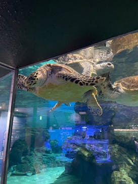名古屋港水族館に投稿された画像（2022/12/4）
