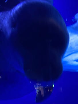 サンシャイン水族館に投稿された画像（2022/12/4）