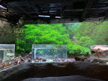 カワスイ 川崎⽔族館に投稿された画像（2022/12/4）