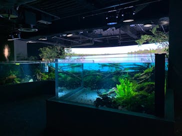 カワスイ 川崎⽔族館に投稿された画像（2022/12/4）