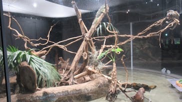 カワスイ 川崎⽔族館に投稿された画像（2022/12/4）