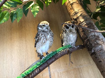 Moff animal cafe 小田原ダイナシティ店に投稿された画像（2022/12/4）