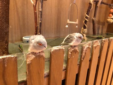 Moff animal cafe 小田原ダイナシティ店に投稿された画像（2022/12/4）