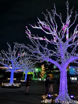 東京メガイルミに投稿された画像（2022/12/4）