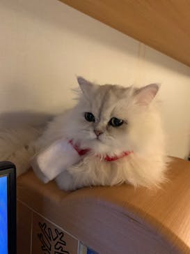 猫カフェモカ　新宿店に投稿された画像（2022/12/4）