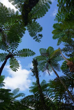 御菓子御殿　名護店　やんばる亜熱帯の森DINO恐竜PARKに投稿された画像（2022/12/4）