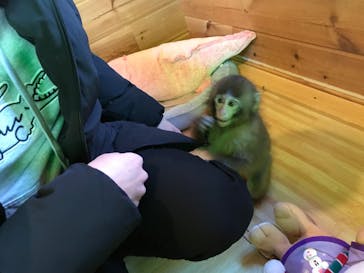 おさるランド＆アニタウン　日光さる軍団劇場に投稿された画像（2022/12/5）