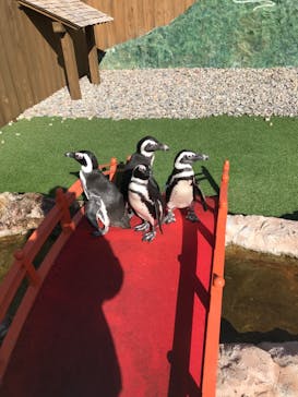 おさるランド＆アニタウン　日光さる軍団劇場に投稿された画像（2022/12/5）