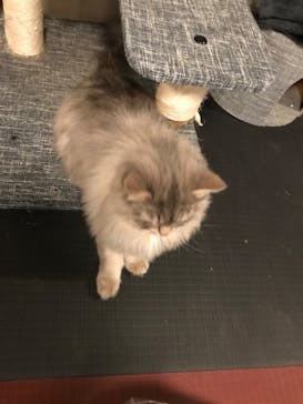 おさるランド＆アニタウン　日光さる軍団劇場に投稿された画像（2022/12/5）