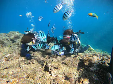 武藤潜水に投稿された画像（2022/11/29）