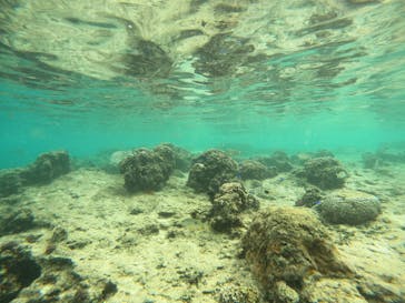 沖縄マリンサービス碧に投稿された画像（2022/12/5）