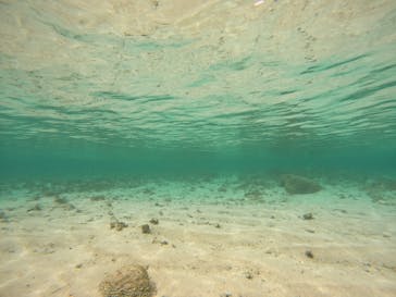 沖縄マリンサービス碧に投稿された画像（2022/12/5）