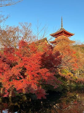 京都着物レンタルきらりに投稿された画像（2022/12/5）