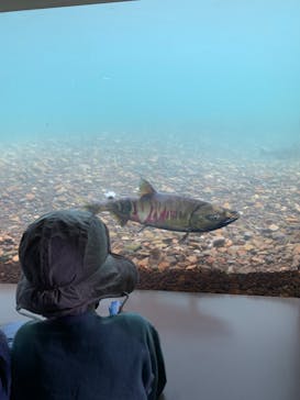 サケのふるさと 千歳水族館に投稿された画像（2022/12/5）