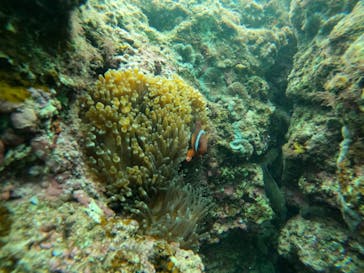 沖縄マリンサービス碧に投稿された画像（2022/12/5）