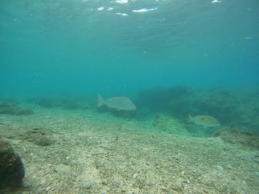 沖縄マリンサービス碧に投稿された画像（2022/12/5）