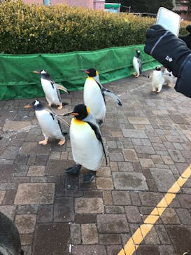 登別マリンパークニクスに投稿された画像（2022/12/5）