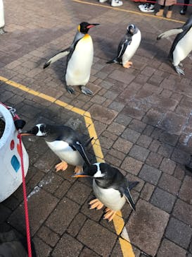 登別マリンパークニクスに投稿された画像（2022/12/5）