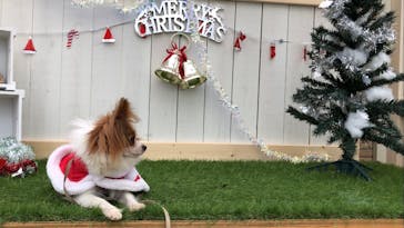 世界の名犬牧場に投稿された画像（2022/12/5）