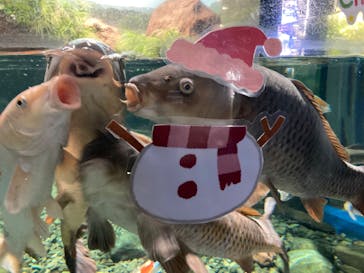 サケのふるさと 千歳水族館に投稿された画像（2022/12/6）