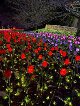 さがみ湖MORI MORIに投稿された画像（2022/12/6）