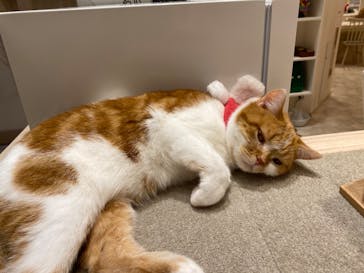 猫カフェモカ　イオンモール幕張新都心店に投稿された画像（2022/12/6）