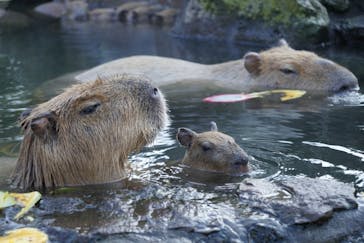 伊豆シャボテン動物公園に投稿された画像（2022/12/6）