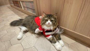 猫カフェモカ　イオンモール幕張新都心店に投稿された画像（2022/12/6）