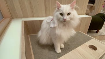 猫カフェモカ　イオンモール幕張新都心店に投稿された画像（2022/12/6）