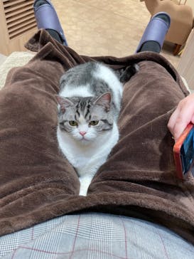 猫カフェモカ　イオンモール幕張新都心店に投稿された画像（2022/12/6）