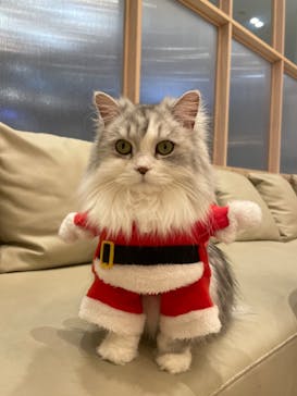 猫カフェモカ　イオンモール幕張新都心店に投稿された画像（2022/12/6）