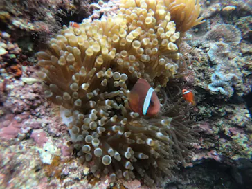 武藤潜水に投稿された画像（2022/12/6）