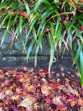 江戸東京たてもの園に投稿された画像（2022/12/6）