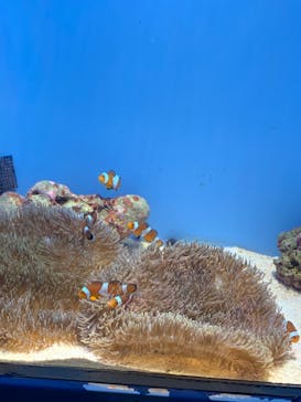 沖縄美ら海水族館に投稿された画像（2022/12/6）