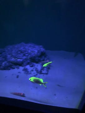 沖縄美ら海水族館に投稿された画像（2022/12/6）