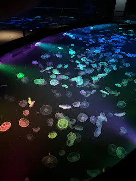 すみだ水族館に投稿された画像（2022/12/6）