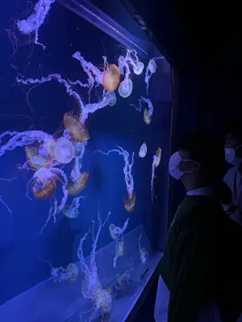 すみだ水族館に投稿された画像（2022/12/6）