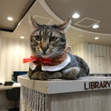 猫カフェモカ　立川店に投稿された画像（2022/12/6）